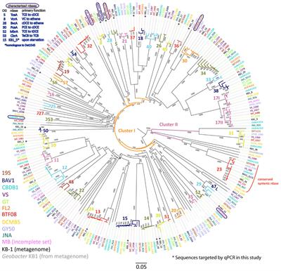 Chlorinated Electron Acceptor Abundance Drives Selection of Dehalococcoides mccartyi (D. mccartyi) Strains in Dechlorinating Enrichment Cultures and Groundwater Environments